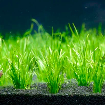 Lilaeopsis mauritiana in pot @